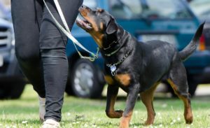 dog training