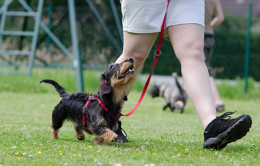 dog trainer